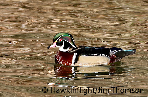 Wood Duck
