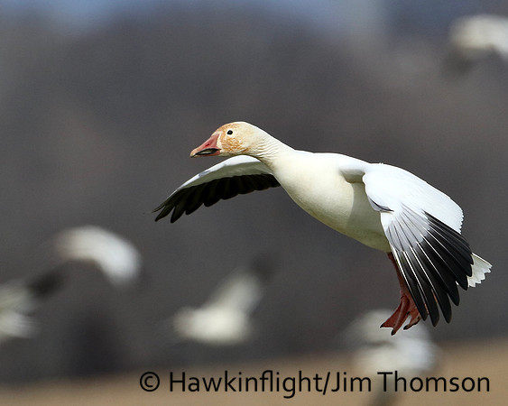 Snow Goose