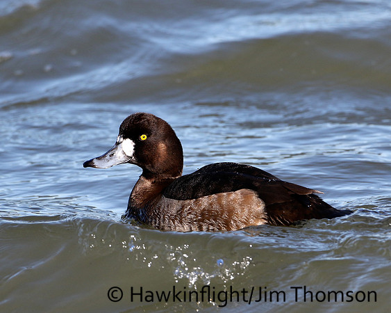 Scaup