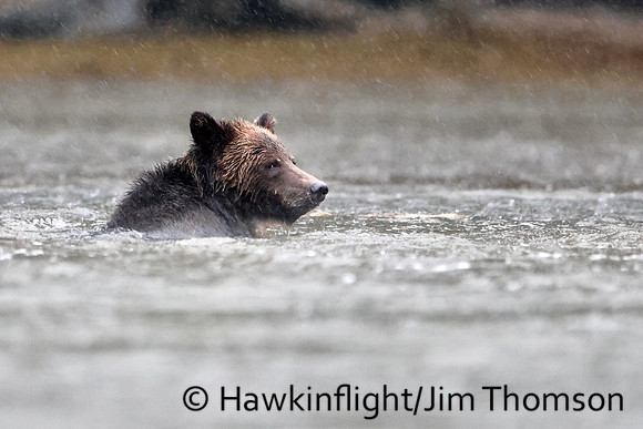 Grizzly Bear