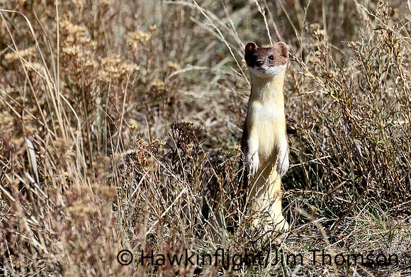 Weasel