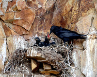 Cliff nesting Ravens- YNP