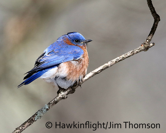Eastern Bluebird