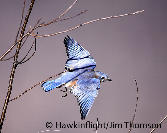 Eastern Bluebird