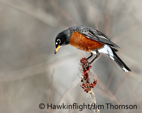 American Robin