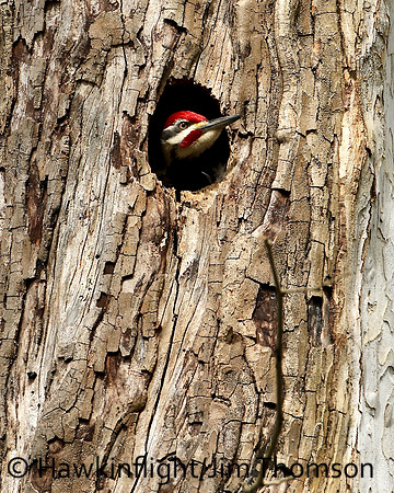 Pileated Woodpecker