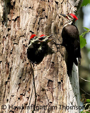 Pileated Woodpecker