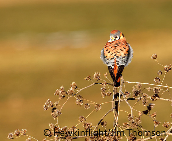 American Kestrel