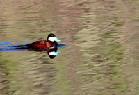 Ruddy Duck