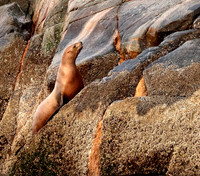 Steller Sea Lion