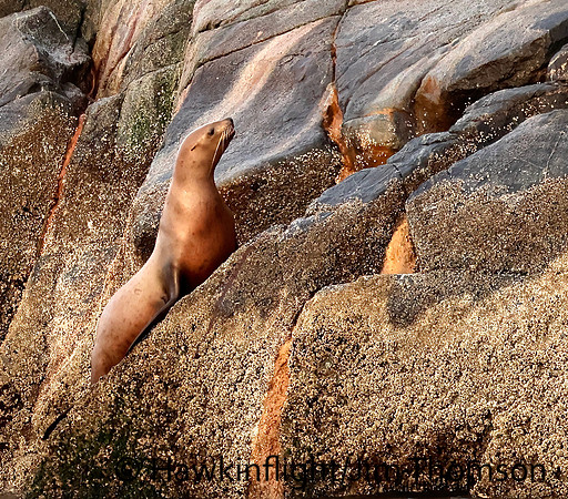Steller Sea Lion