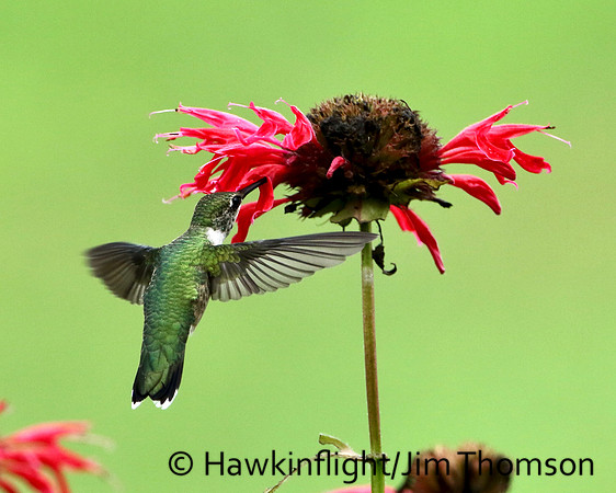 RT Hummingbird