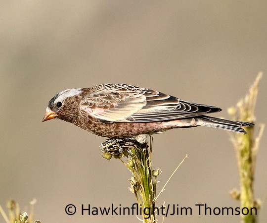 Gray crowned Rosy Finch