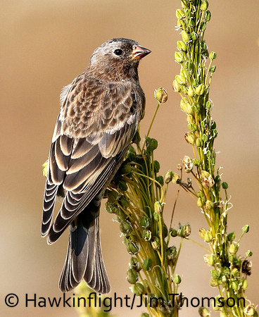 Gray crowned Rosy Finch