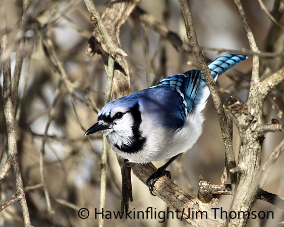 Bluejay