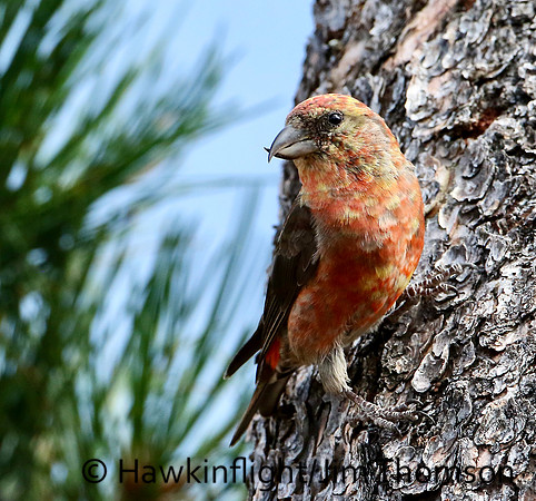 Red Crossbill