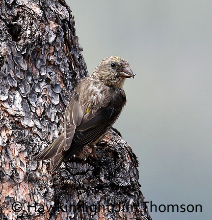 Red Crossbill