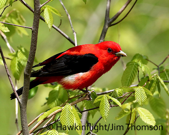 Scarlet Tanager