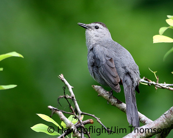 Gray Catbird