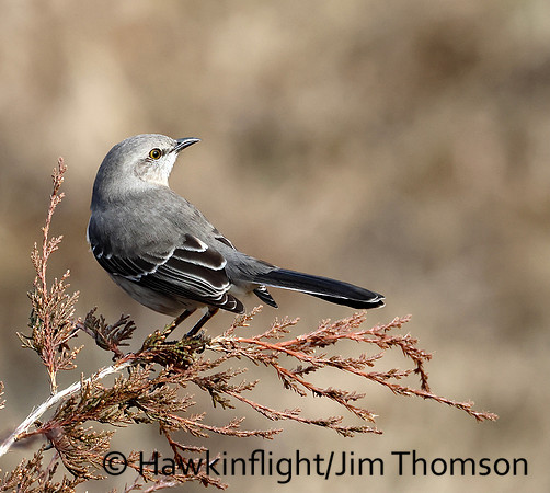 Northern Mockingbird