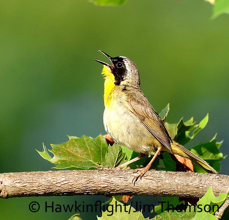 Common Yellowthroat