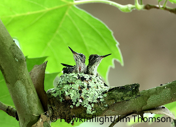 RT Hummingbird