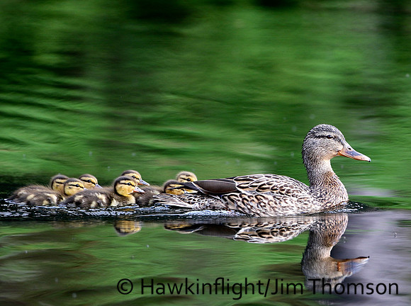 Mallards
