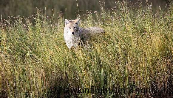Coyote
