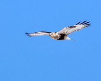 Rough-legged Hawk
