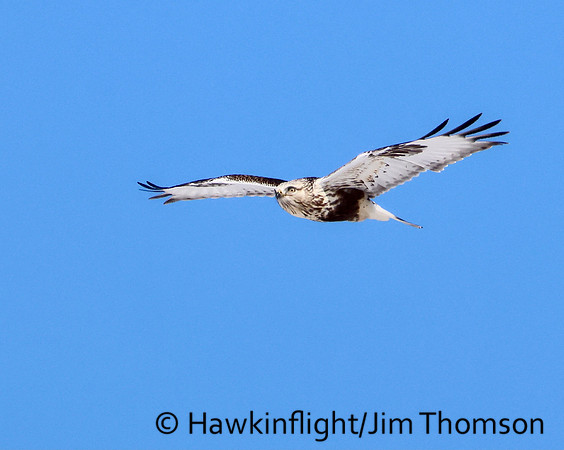 Rough-legged Hawk