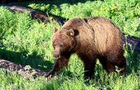 Grizzly Bear