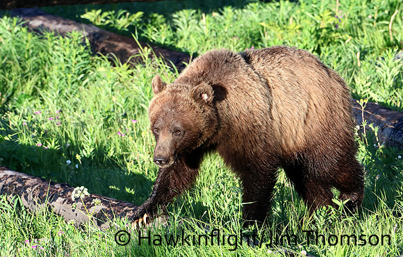 Grizzly Bear