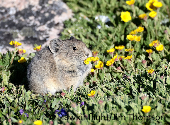 American Pika