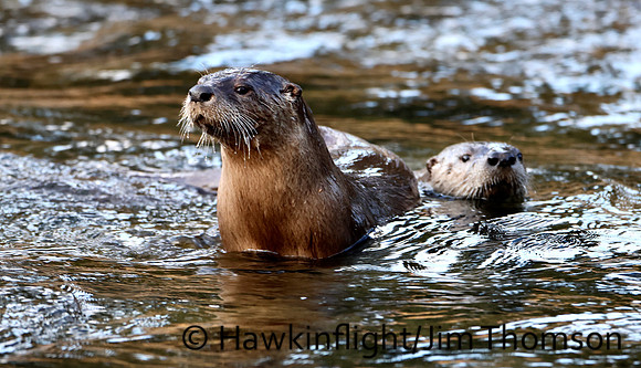 River Otter