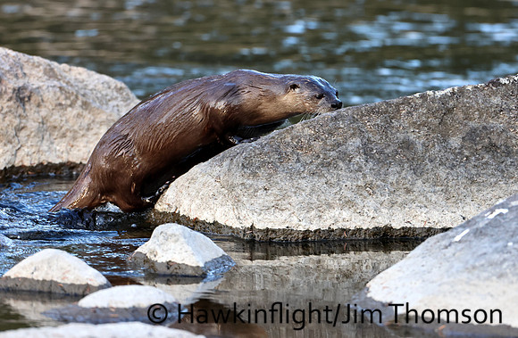 River Otter