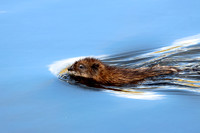 Muskrat