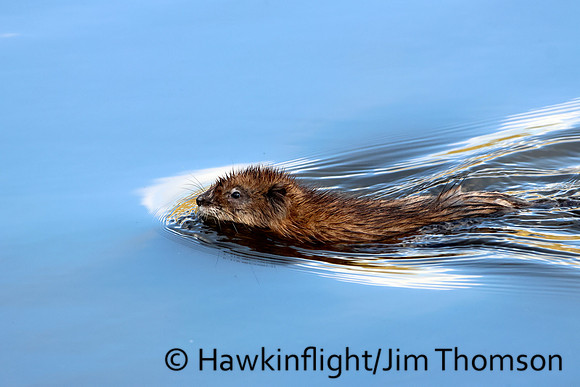 Muskrat
