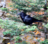 Common Raven