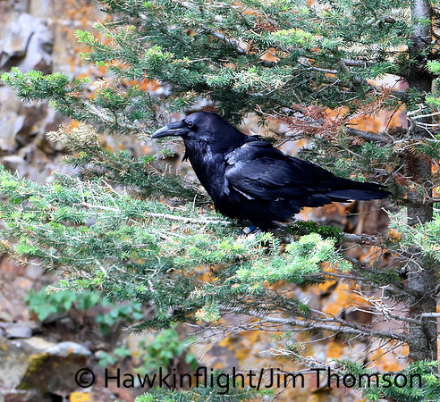 Common Raven