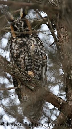 Long-eared Owl