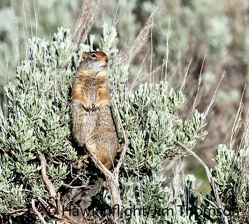 Uinta Ground Squirrel