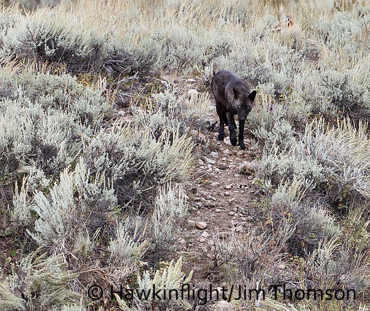 Grey Wolves