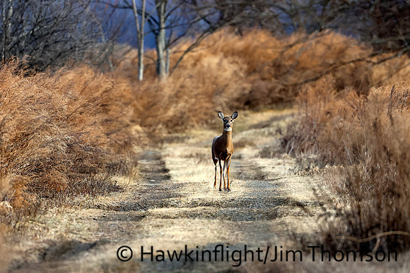 Whitetail Deer