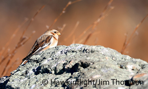 Snow Bunting