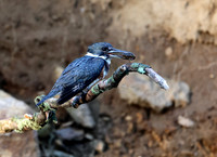 Belted Kingfisher