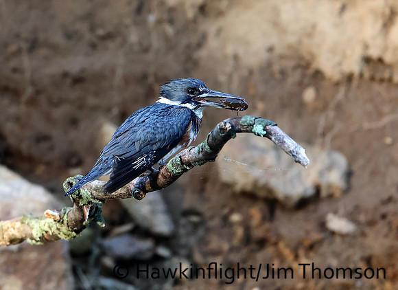 Belted Kingfisher