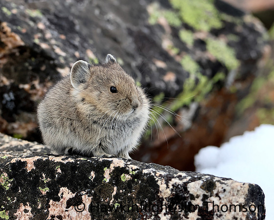 American Pika