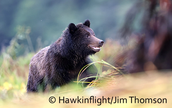 Grizzly Bear