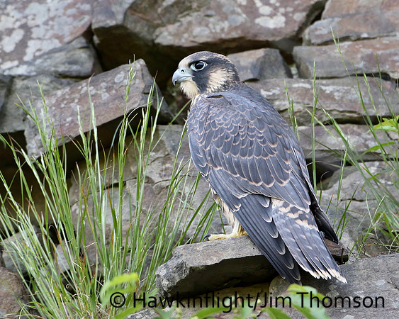 Peregrine Falcon