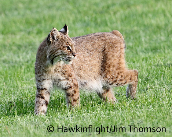 Bobcat